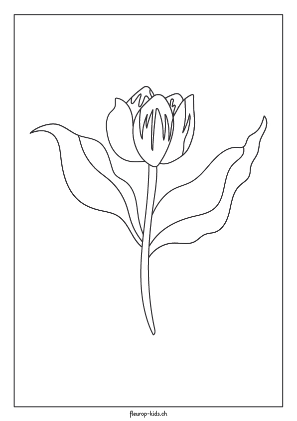 Tulipano